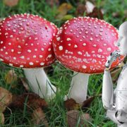 Una familia fue hospitalizada por culpa de IA