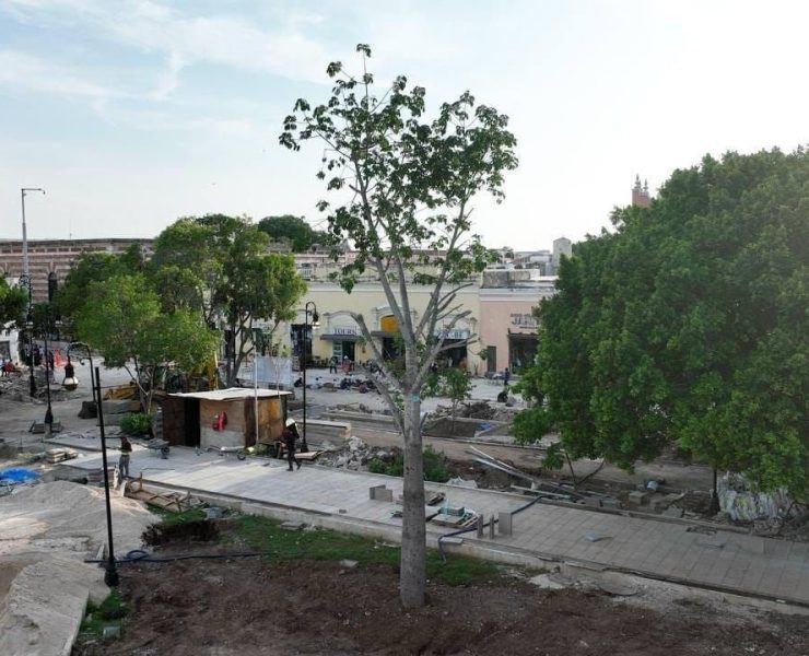 El valor de las especies sagradas Mayas resaltado en la Arborización de Plaza Grande de Mérida