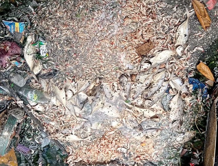 Tiran pescados putrefactos en el arroyo cercano al mercado de Mariscos