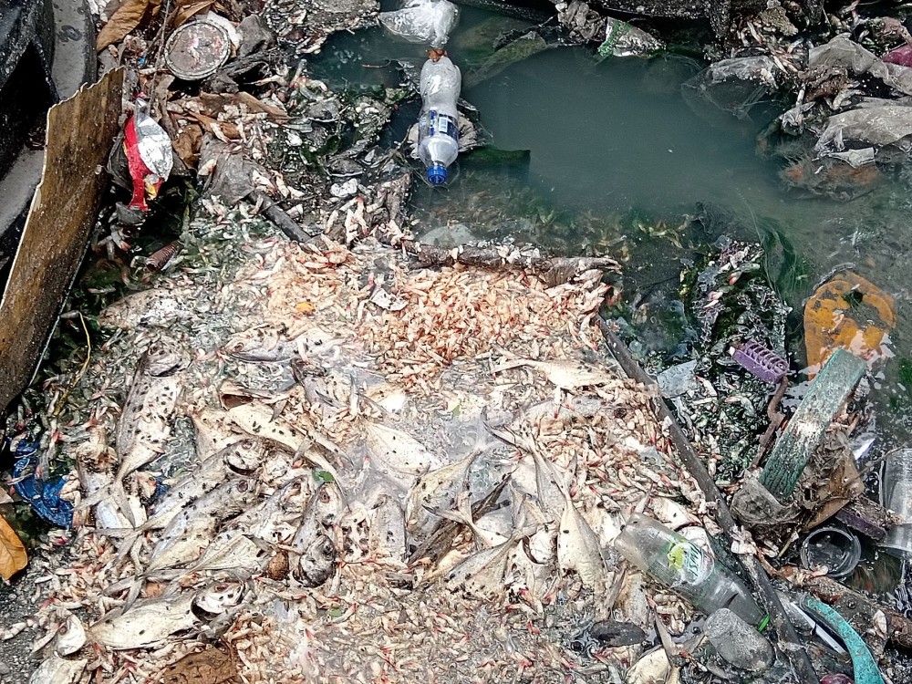 Tiran pescados putrefactos en el arroyo cercano al mercado de Mariscos