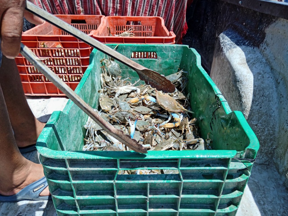 Baja producción de jaiba hasta en un 30%