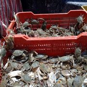 Baja producción de jaiba hasta en un 30%