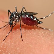 SSY lleva a cabo tareas de fumigación continua para prevenir el dengue, zika y chikungunya