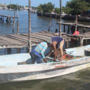 Error de SAT afecta a cooperativas pesqueras