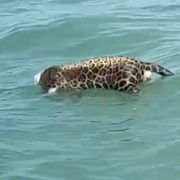 Encuentran un jaguar sin vida en la Laguna de Términos