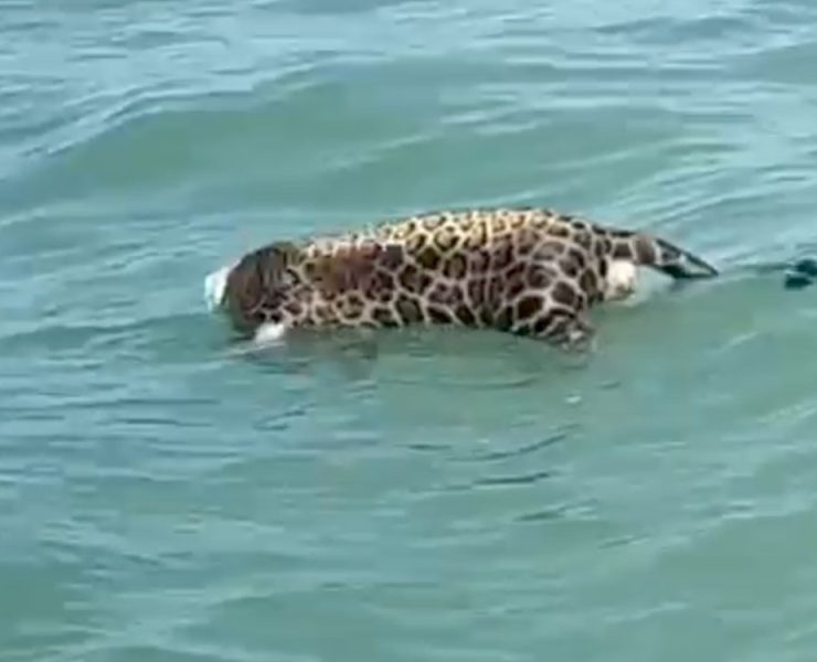 Encuentran un jaguar sin vida en la Laguna de Términos