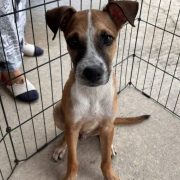 El Ayuntamiento de Benito Juárez promueve el bienestar y cuidado adecuado de los animales de compañía