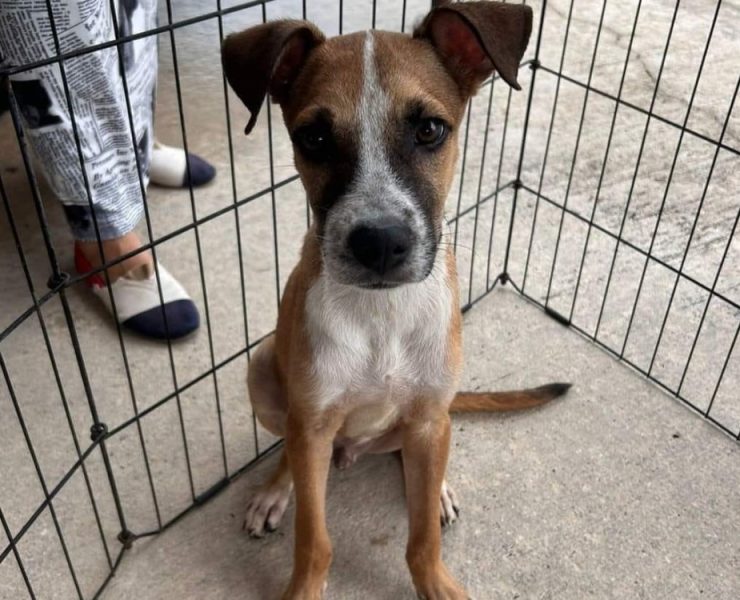 El Ayuntamiento de Benito Juárez promueve el bienestar y cuidado adecuado de los animales de compañía