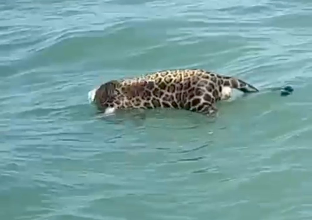 Encuentran un jaguar sin vida en la Laguna de Términos