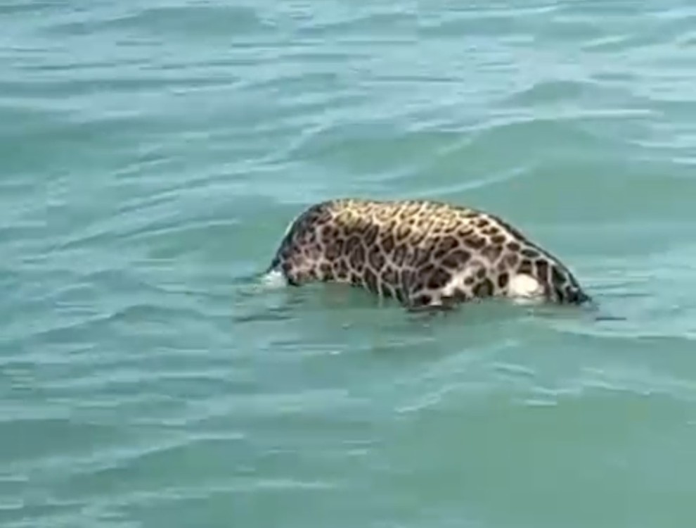 Encuentran un jaguar sin vida en la Laguna de Términos
