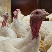 Cooperativas concluyen producción de pavos