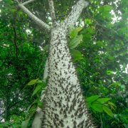 ¡El Escalofriante Árbol Dinamita que podría matarte!