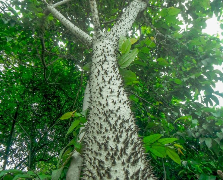 ¡El Escalofriante Árbol Dinamita que podría matarte!