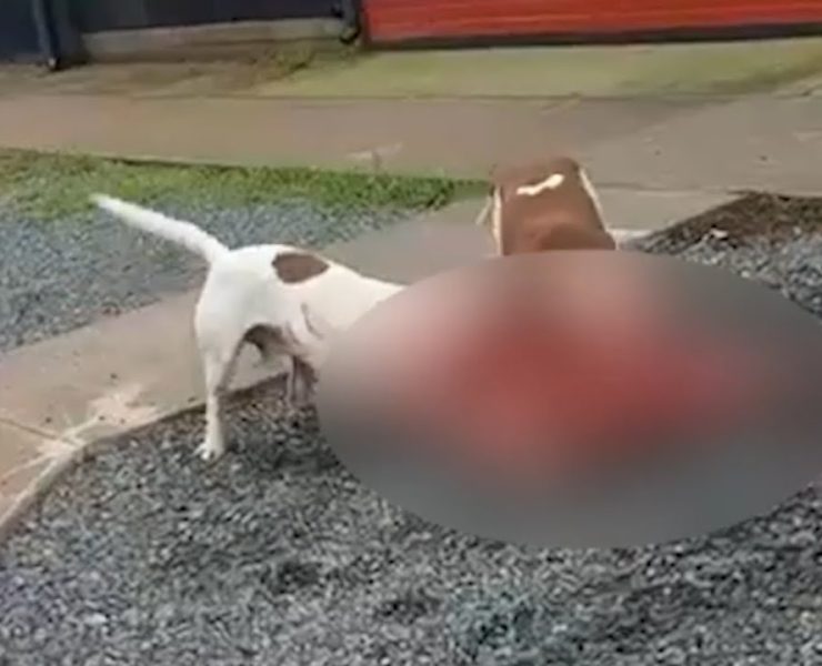 Ataque de perros en Mérida deja una persona gravemente herida
