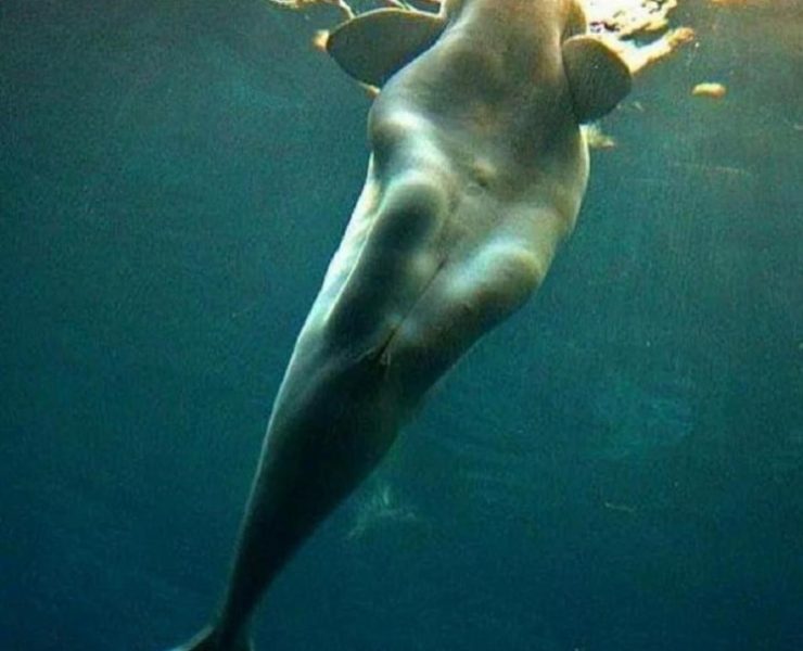 ¡La Verdad Acerca de las Míticas Sirenas Revelada!