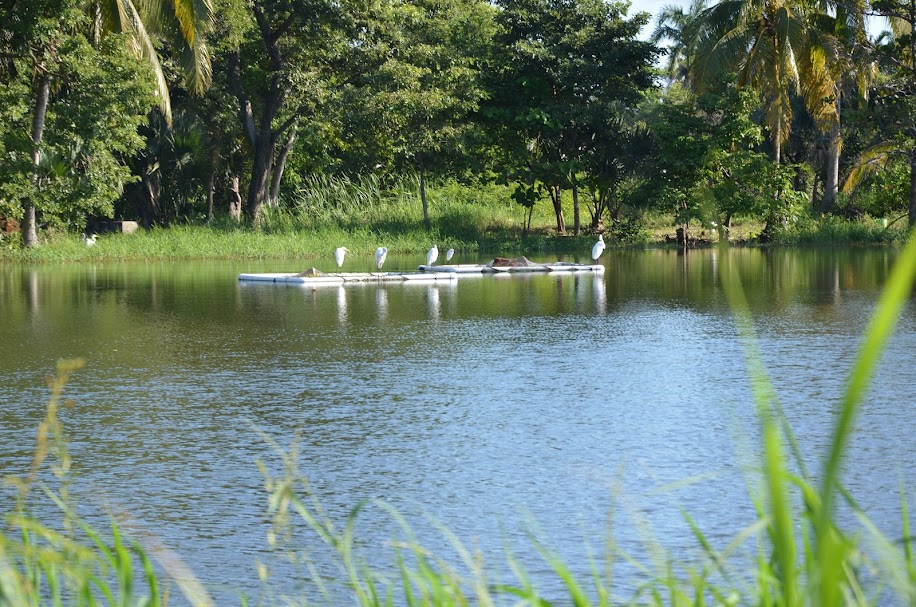 Deteriorada la actividad acuícola en la Península de Atasta