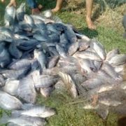 Deteriorada la actividad acuícola en la Península de Atasta