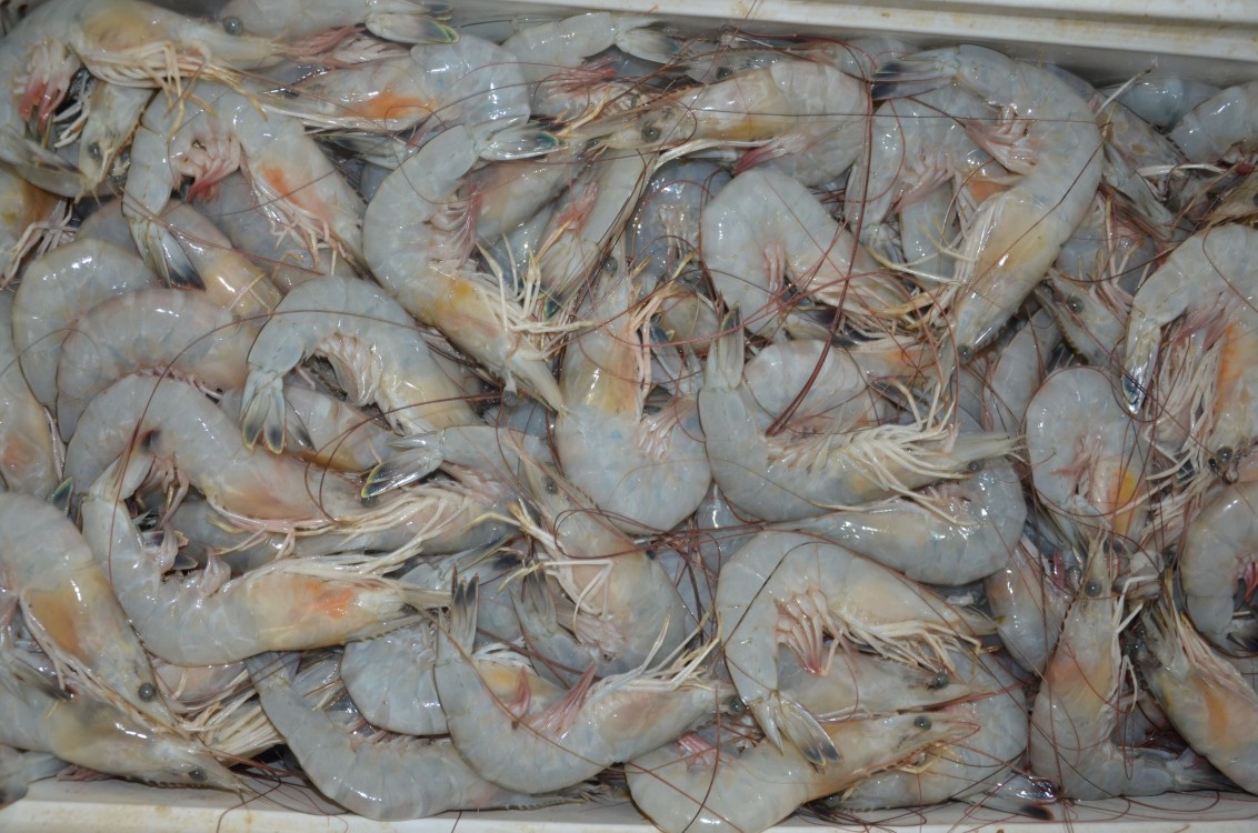 A primera hora de mañana se levanta la veda del Camarón en Tamaulipas 