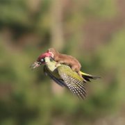 La comadreja es pequeña, pero es una asesina letal.