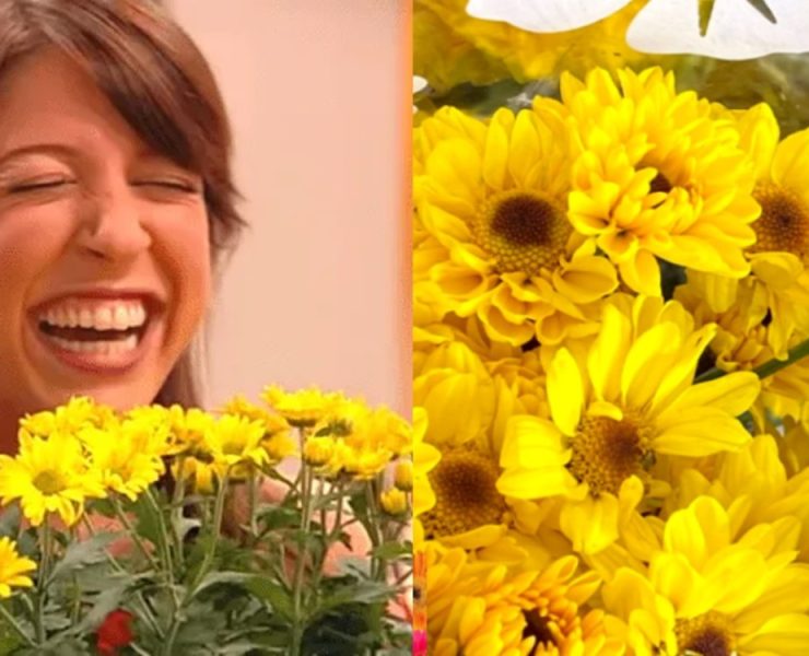 ¿Cuándo se regalan las flores amarillas?