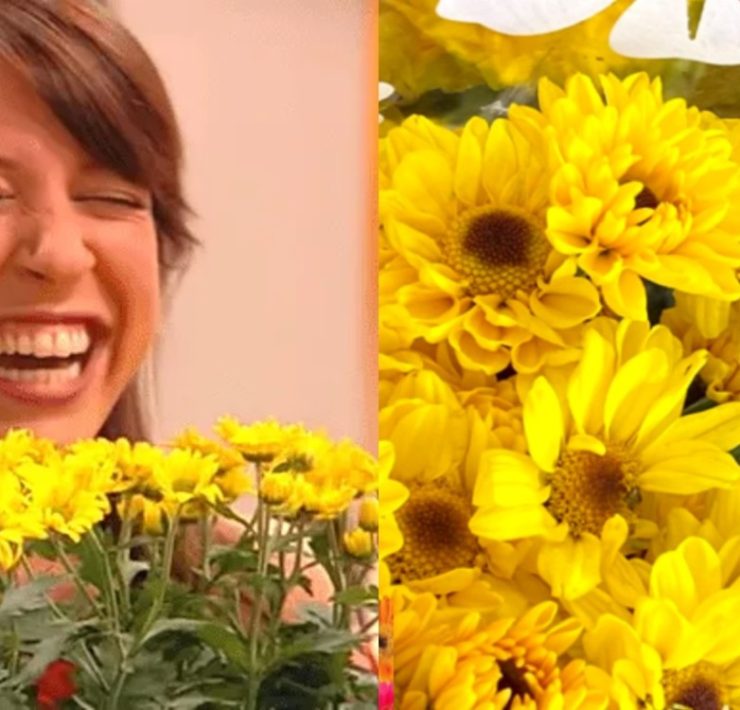 ¿Cuándo se regalan las flores amarillas?