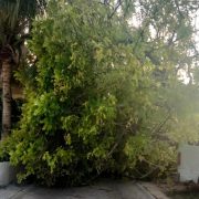 Viento derriba un árbol en Ciudad del Carmen