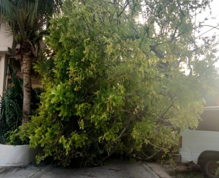 Viento derriba un árbol en Ciudad del Carmen