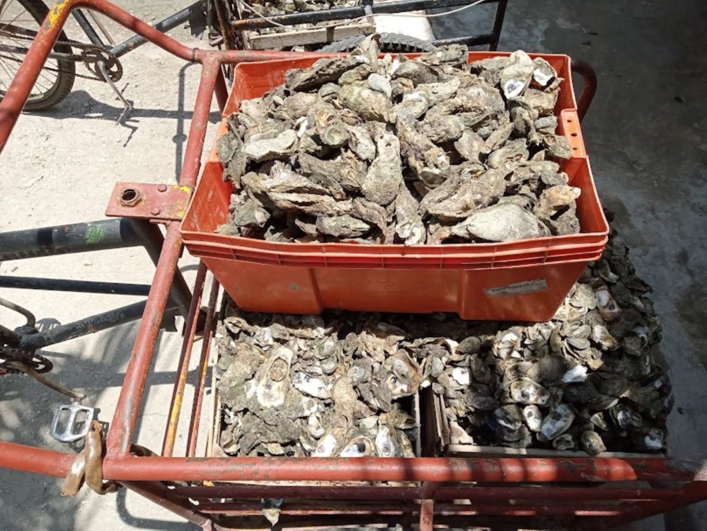 Detectan a ostioneros piratas