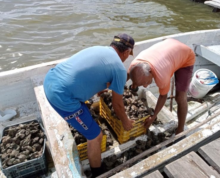 Detectan a ostioneros piratas