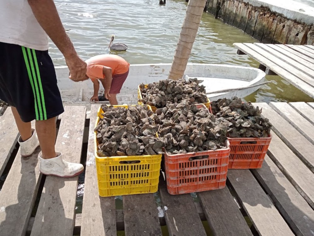 Detectan a ostioneros piratas