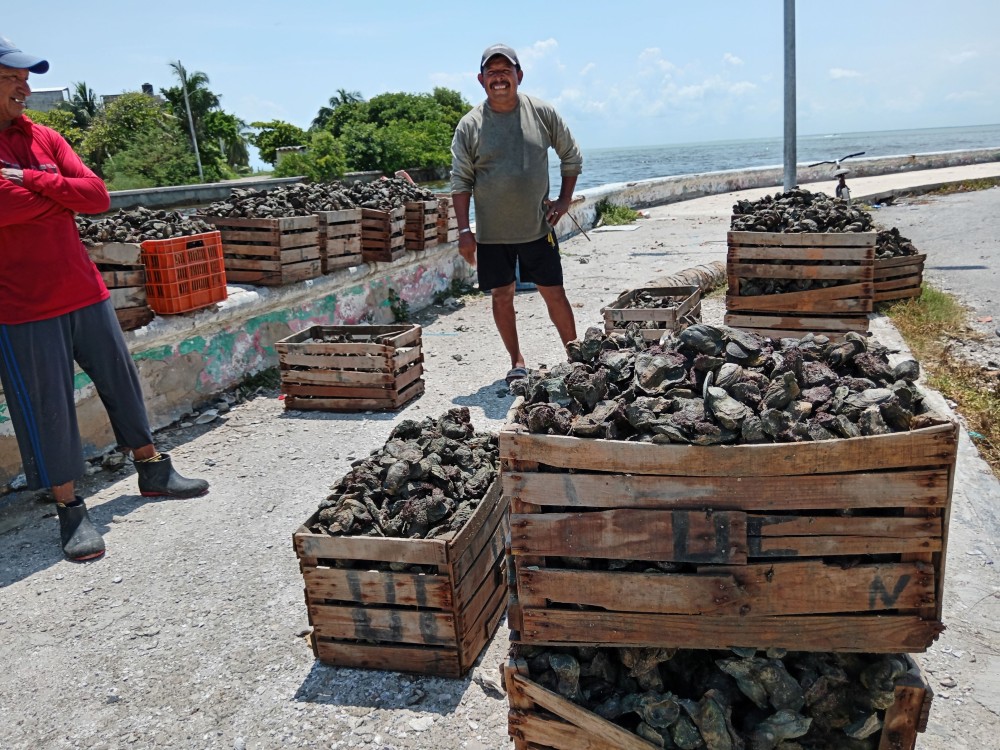 Dificulta marea alta la cosecha de ostiones