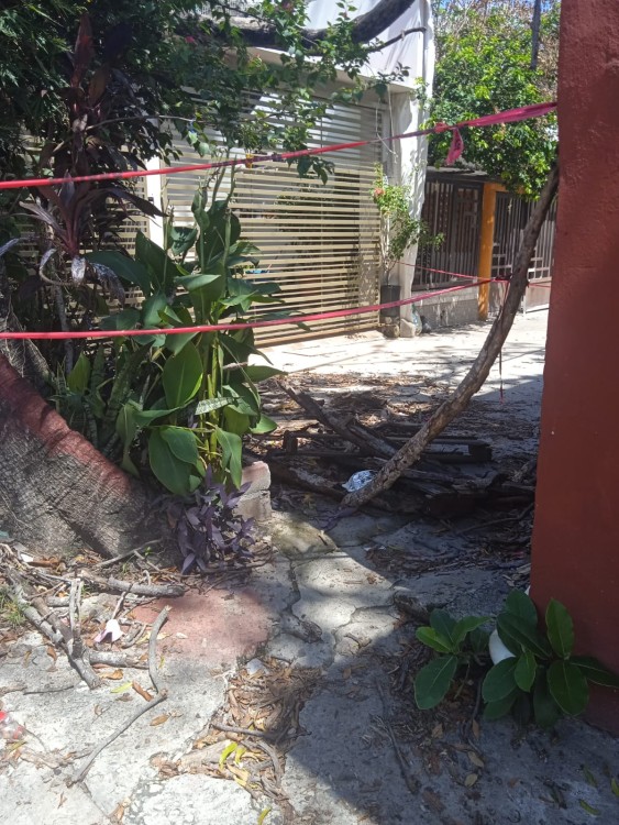 Ceiba