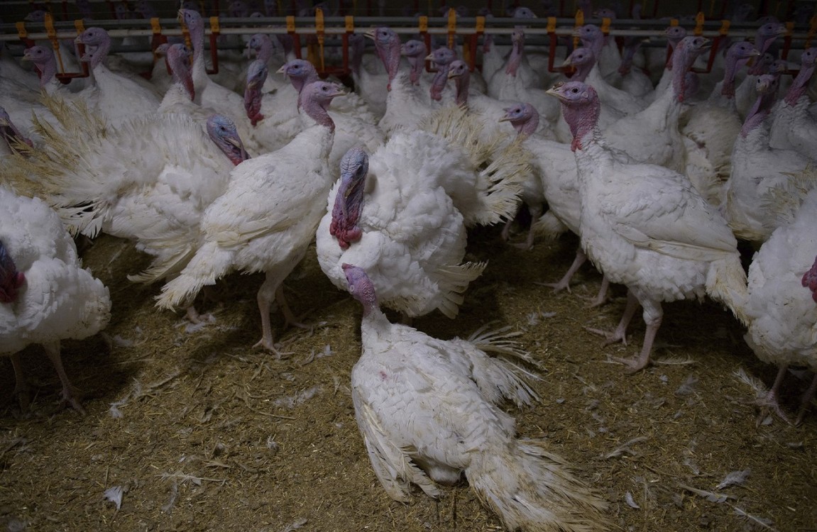 Cooperativas concluyen producción de pavos