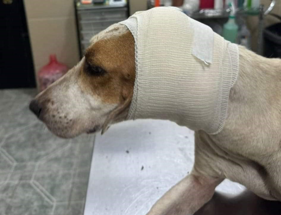 ¡Impactante! Perrita herida en la cabeza en Mocochá, Yucatán