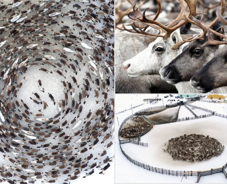 ¡Descubre el secreto de los renos que se mueven en círculos!