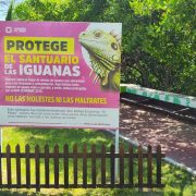 Mejoran espacio en Santuario de Iguanas
