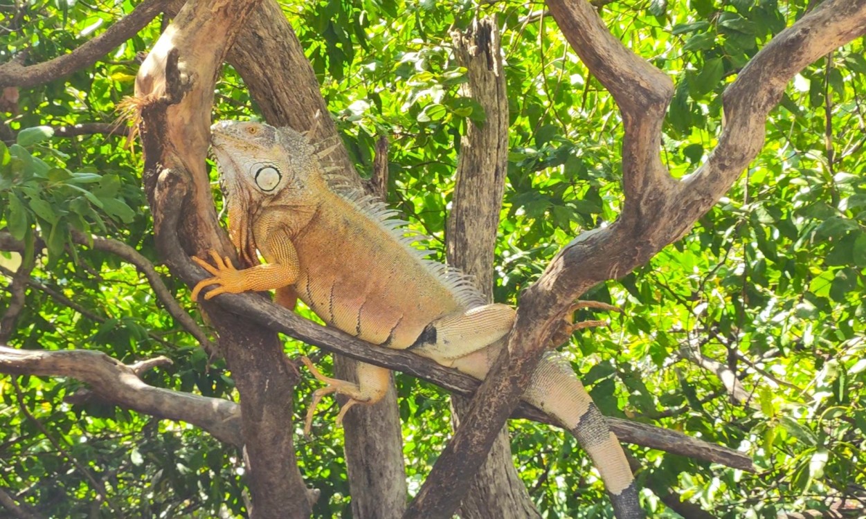 Mejoran espacio en Santuario de Iguanas