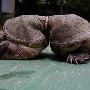 ¡La Tortuga Llamada ‘Cacahuate’ y su Triste Historia!