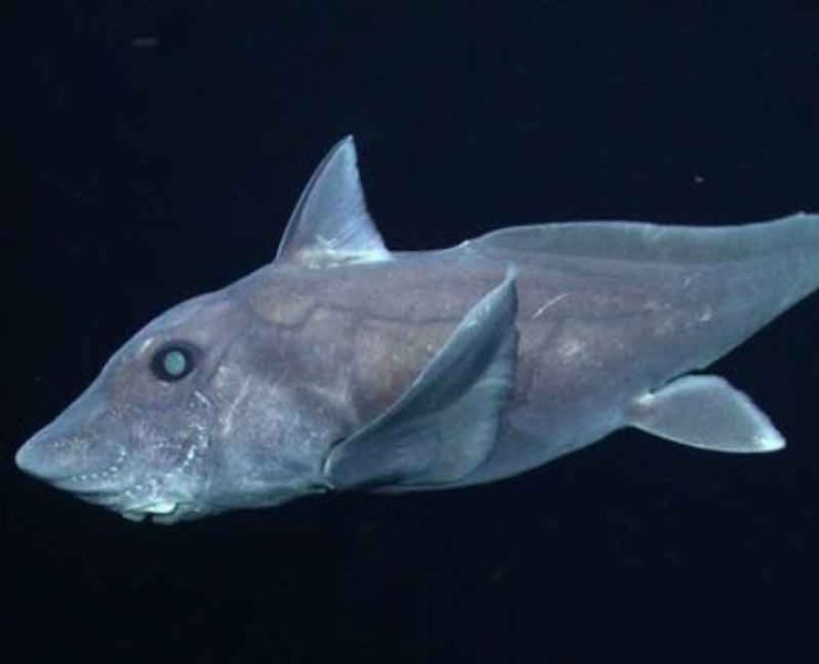 Descubren nueva especie de tiburón "fantasma" en Nueva Zelanda