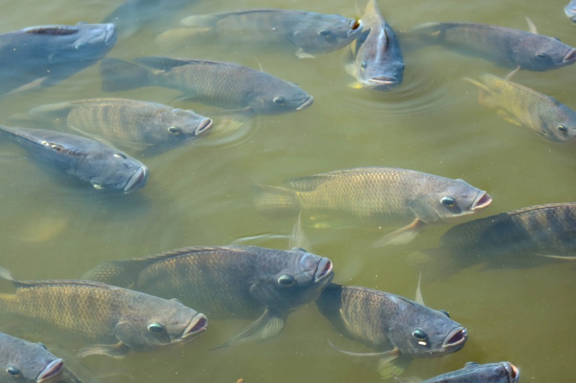 Productores de mojarras reciben 33 toneladas de alimentos