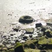 Ecocidio en Yucatán por empresa inmobiliaria