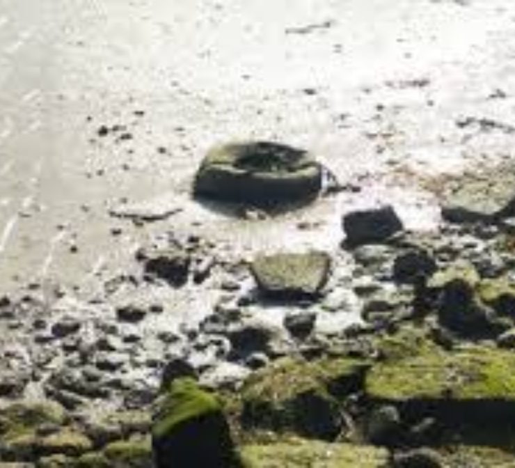 Ecocidio en Yucatán por empresa inmobiliaria