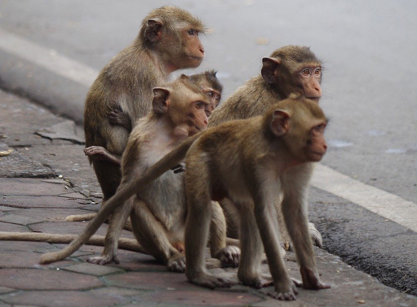 Monos Salvan a Niña Pequeña: Un Acto Heroico