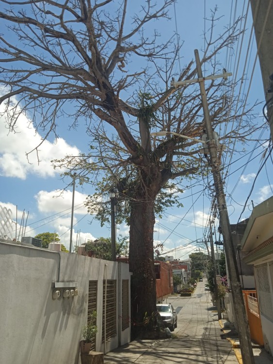 perspectiva de la Ceiba