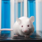 Volvieron Transparentes a Unos Ratones: Avance Revolucionario