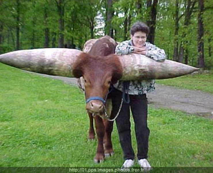 ¡Qué Cuernos y son los más Grandes del Mundo!