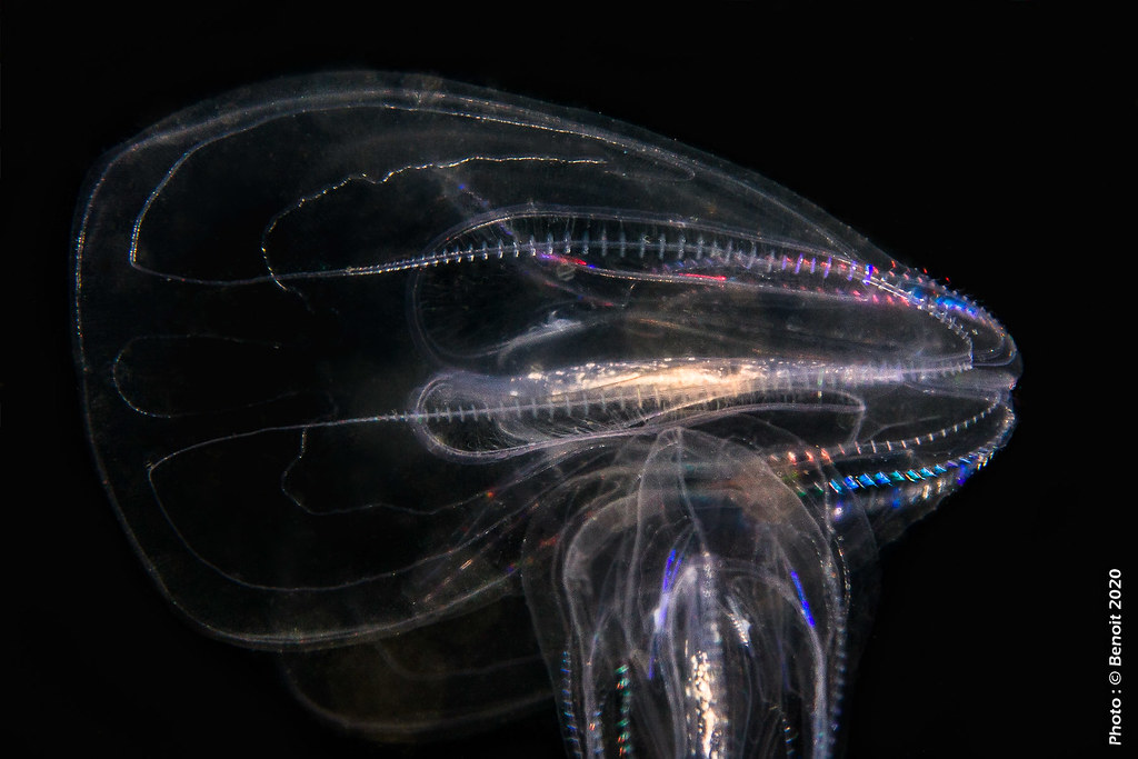 El asombroso descubrimiento de las medusas