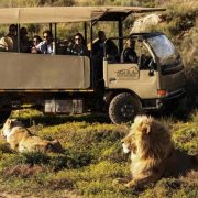 ¡Uber Lanza un Safari!: La Aventura Que No Querrás Perderte