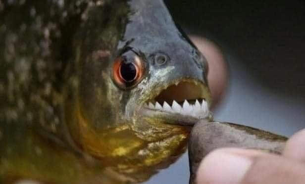 La llegada del Pacu a Tabasco