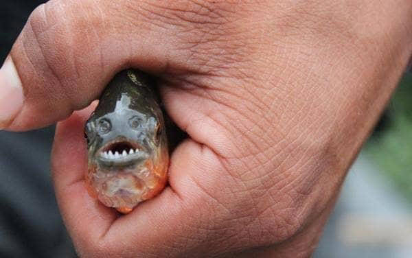 ¿Qué dicen los expertos sobre las pirañas en ríos de Tabasco?